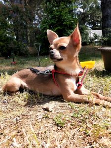 Camper rubato a Porta di Roma, ritrovati due dei cani che erano a bordo. Si cerca ancora Mya