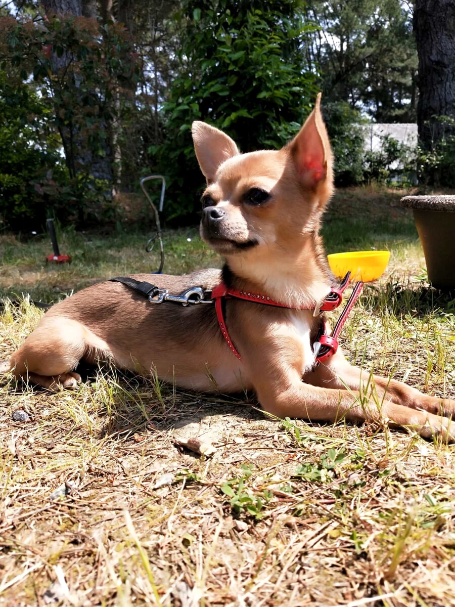 Camper rubato a Porta di Roma, ritrovati due dei cani che erano a bordo. Si cerca ancora Mya