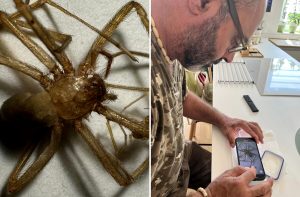 Quatto ragni violino in una casa alle porte di Roma: "Notte da incubo"