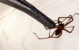 Otto ragni violino in una casa alle porte di Roma, l'esperto: "Ecco come riconoscerli"