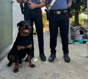 Parte e abbandona il cane da solo a Roma, senza cibo e acqua: rottweiler salvato