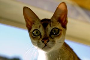 Singapura: il gatto domestico più piccolo del mondo