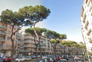 In via Gregorio VII saranno abbattuti 29 pini mediterranei
