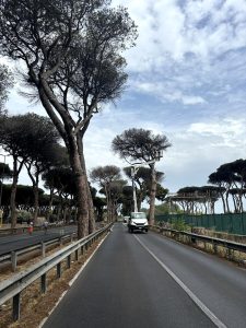 Crolla un pino a Ostia: chiuse via del Mare e via Ostiense