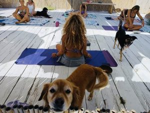 Al Baubeach un week-end di Yin Yoga con musica, aromi, colori e cani