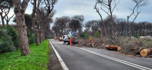 La pineta di Castel Fusano diventerà un ricordo. Prosegue l’abbattimento degli alberi