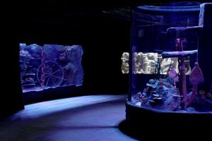 Chi sono gli eroi che apriranno (finalmente) l'Acquario di Roma. Sarà la sorpresa della Pasqua giubilare?