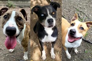 L’esperienza unica di adottare un cane: i pet in cerca di famiglia