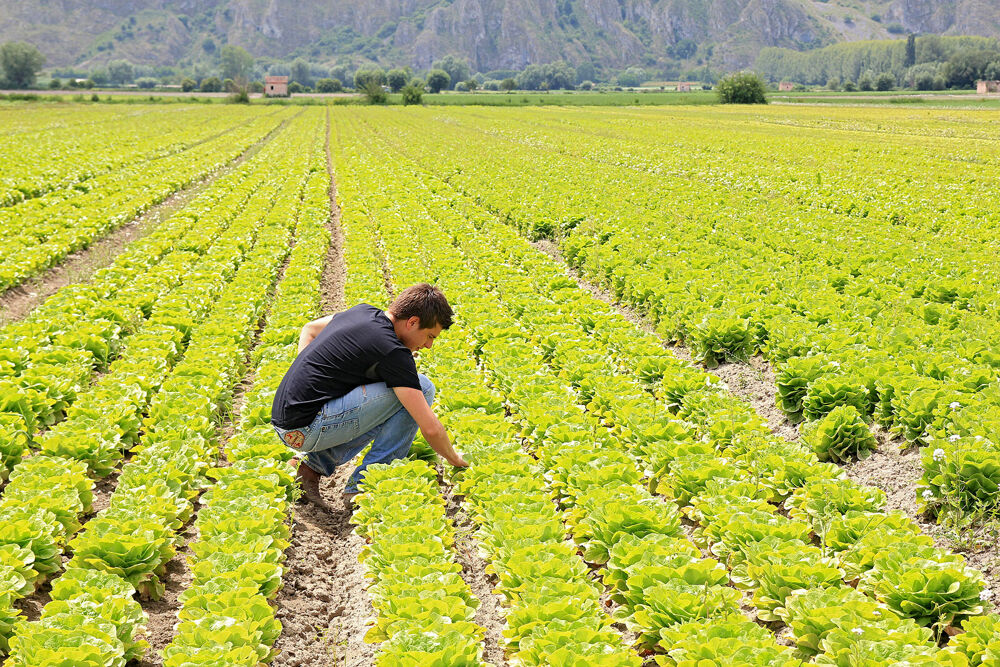 Bando regionale per giovani agricoltori, ennesima proroga. Coldiretti: "Speriamo sia l'ultima"