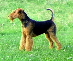 Airedale Terrier: storia e caratteristiche della razza