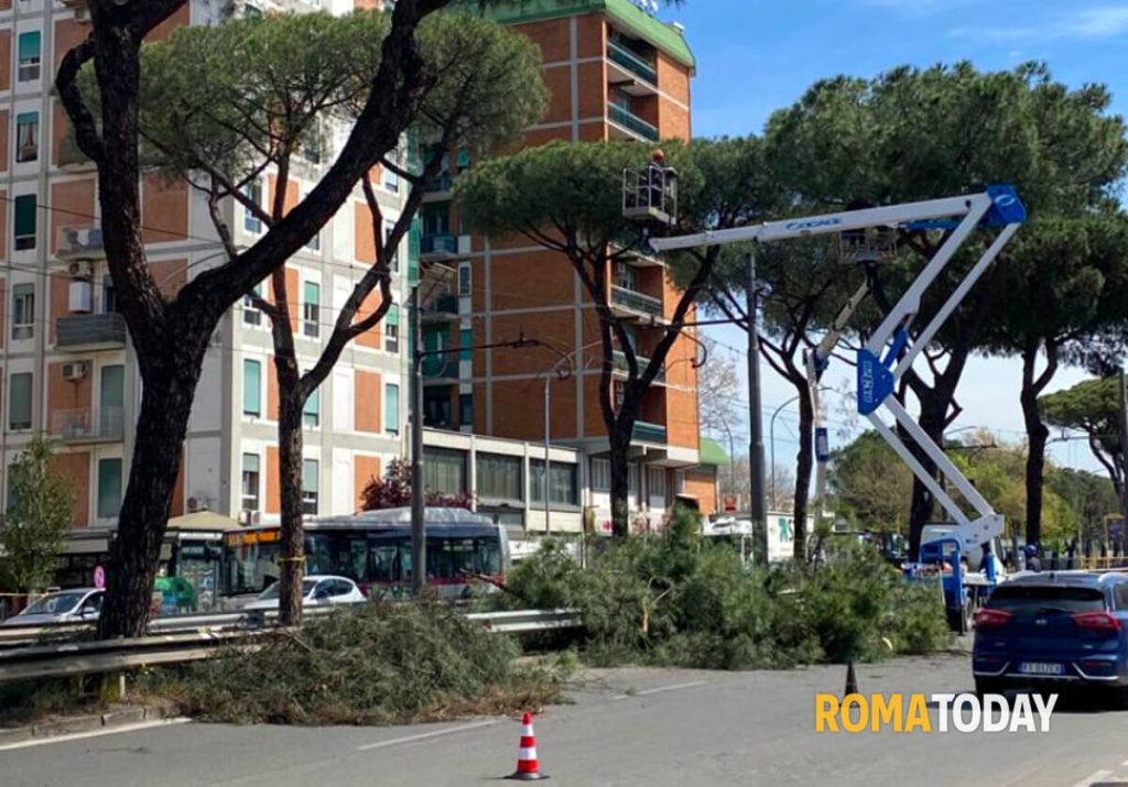 “Greenspaces” e masterplan delle alberature. La strategia del Campidoglio per salvare gli alberi