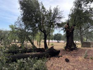 Villa Pamphilj, pesante la conta dei danni causati dal maltempo: crollati pini e lecci