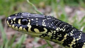 Bidella morsa alla mano da un serpente all'asilo