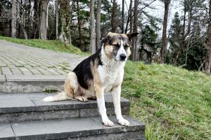 Cane abbandonato: cosa fare e chi rivolgersi in caso di ritrovamento