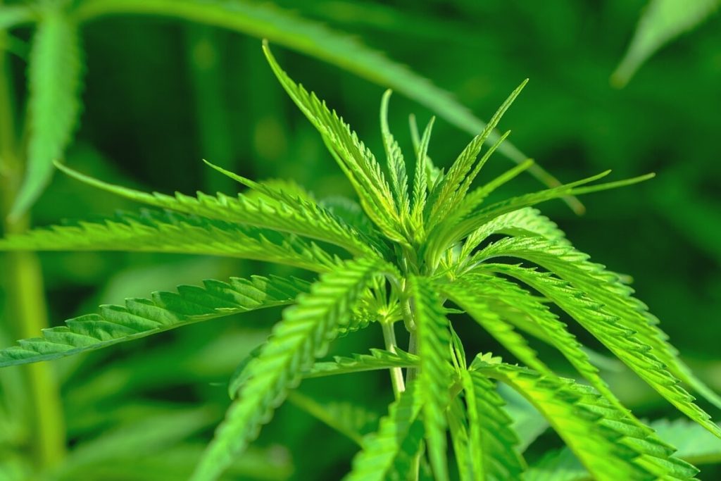 Dragona è "green": in giardino piante di cannabis alte due metri