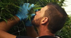 La guerra alla canapa. A Roma a rischio 700 negozi