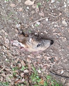 Una testa mozzata di un capriolo nell'area cani: il giallo del macabro ritrovamento