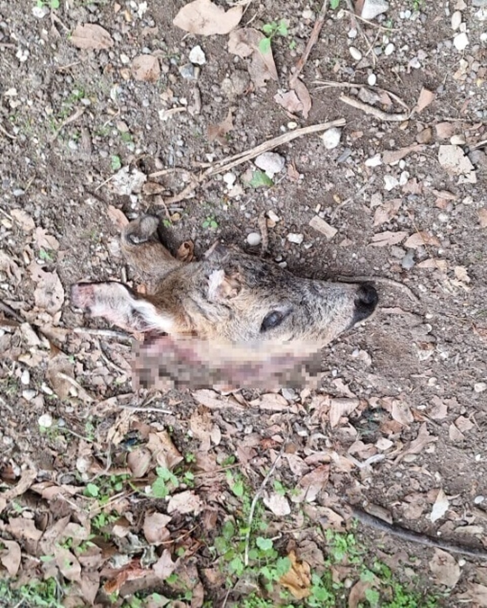 Una testa mozzata di un capriolo nell'area cani: il giallo del macabro ritrovamento