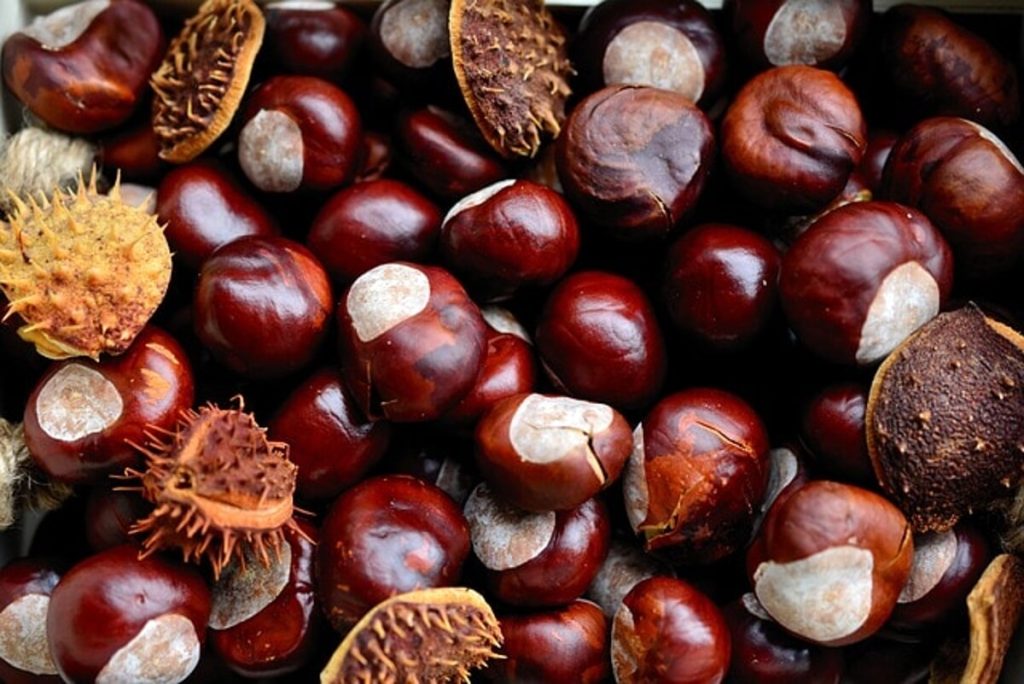 Perché le castagne fanno bene? Proprietà e benefici del frutto autunnale