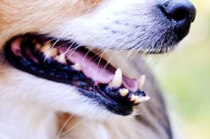 Cambio denti del cane: sintomi e soluzioni per alleviare il malessere
