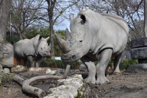 Una domenica da rinoceronti al Bioparco