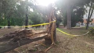 Villa Fiorelli, alberi sradicati e targhe divelte: “Il giardino è così da settimane”