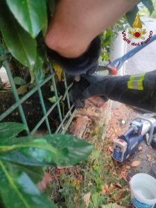 Cane con la testa incastrata nella rete, salvato dai vigili del fuoco