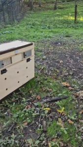 VIDEO | La liberazione della lupa che aveva terrorizzato il Parco delle Sabine