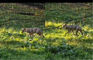 Catturata la giovane lupa del Parco delle Sabine. Aveva aggredito un bambino