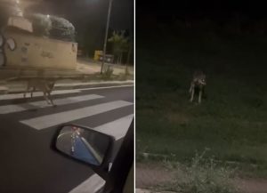 Il lupo a Porta di Roma, ancora avvistamenti: i video sui social. E il Municipio allerta il Campidoglio