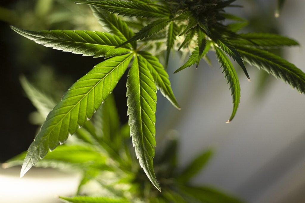 Il giovane dal pollice "verde" che coltiva 10 piante di marijuana