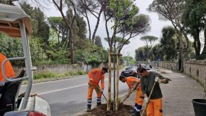 Cinquecento alberi tra villa Borghese e villa Ada: a ottobre parte la “forestazione lineare”