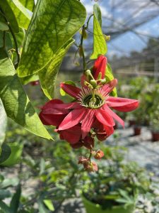 Un weekend all’insegna del verde e della bellezza: al via la XIV edizione di Terme in Fiore