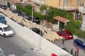 Fattoria Capitale: pecore al pascolo a Torre Angela