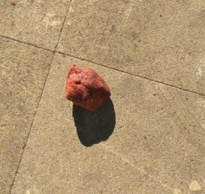 Polpette "sospette" a Bravetta. Cresce la paura per i cani del quartiere