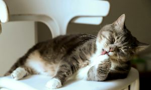 Il prurito nei gatti: cause, sintomi e rimedi