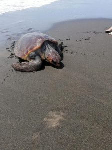 Roma diventa "Comune amico delle tartarughe marine". Siglato un accordo per proteggere la specie