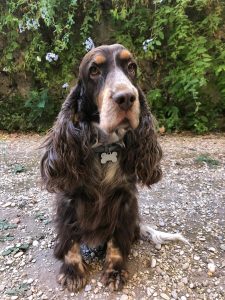 Ricky, il cane morto dopo essere precipitato dal 6° piano. I proprietari: "Ricompensa per chi ha informazioni"