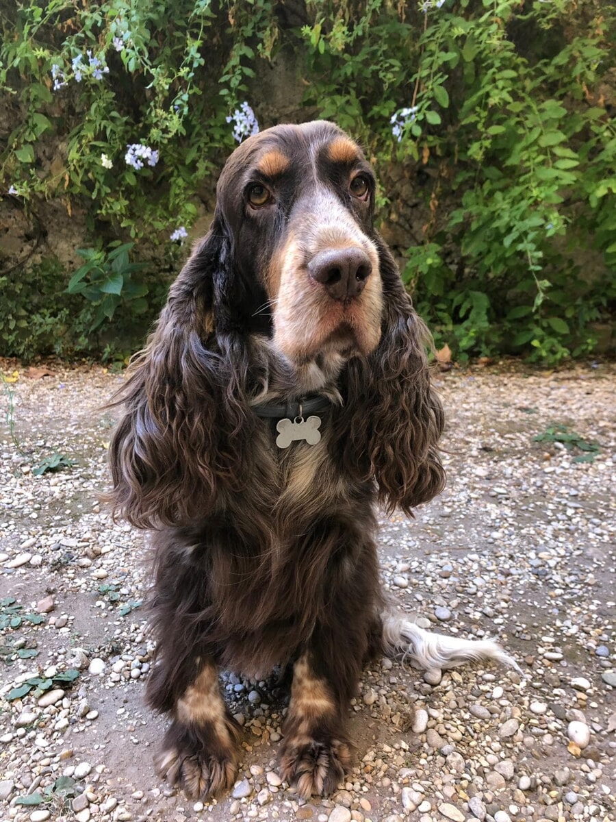 Ricky, il cane morto dopo essere precipitato dal 6° piano. I proprietari: "Ricompensa per chi ha informazioni"