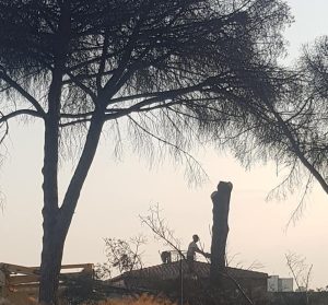 Torresina, al via la rimozione di alberi pericolanti a ridosso delle abitazioni. "Abbiamo evitato la tragedia"