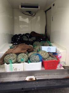 Fermo tecnico alla pesca di alcuni molluschi nelle acque di Roma: pescatori in protesta