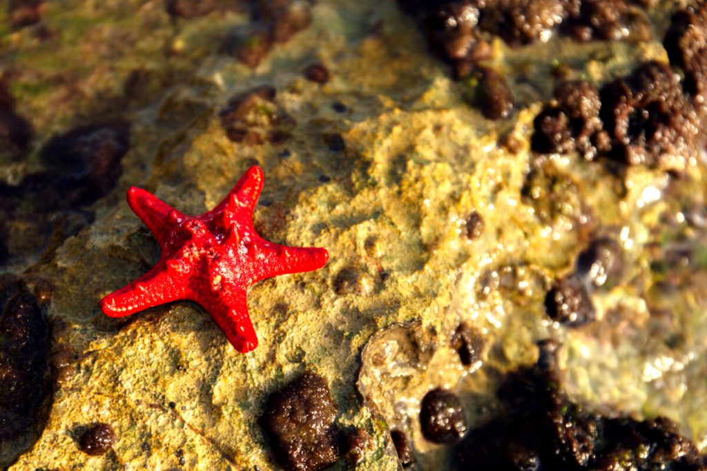 Stelle marine: perché non bisogna mai prenderle e toccarle