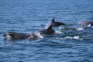 Diavoli di mare e delfini. A largo di Ostia il mare continua a regalare emozioni