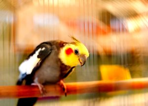 Uccelli domestici: le specie più adatte alla vita casalinga