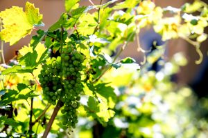 Vendemmiata Romana 2024