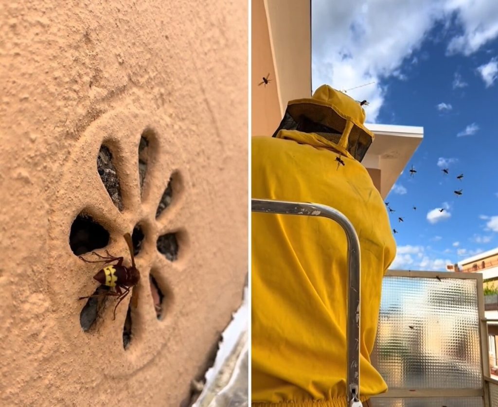 Vespe orientalis in balcone, trovato un nido dietro la griglia dell'areazione