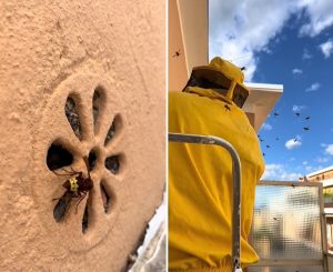 Vespe orientalis in balcone, trovato un nido dietro la griglia dell'areazione