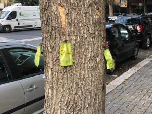 Alberi, partiti i trattamenti anche contro i parassiti di olmi e lecci