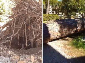 Villa Lais, cede un grosso pino: lo schianto in pieno giorno