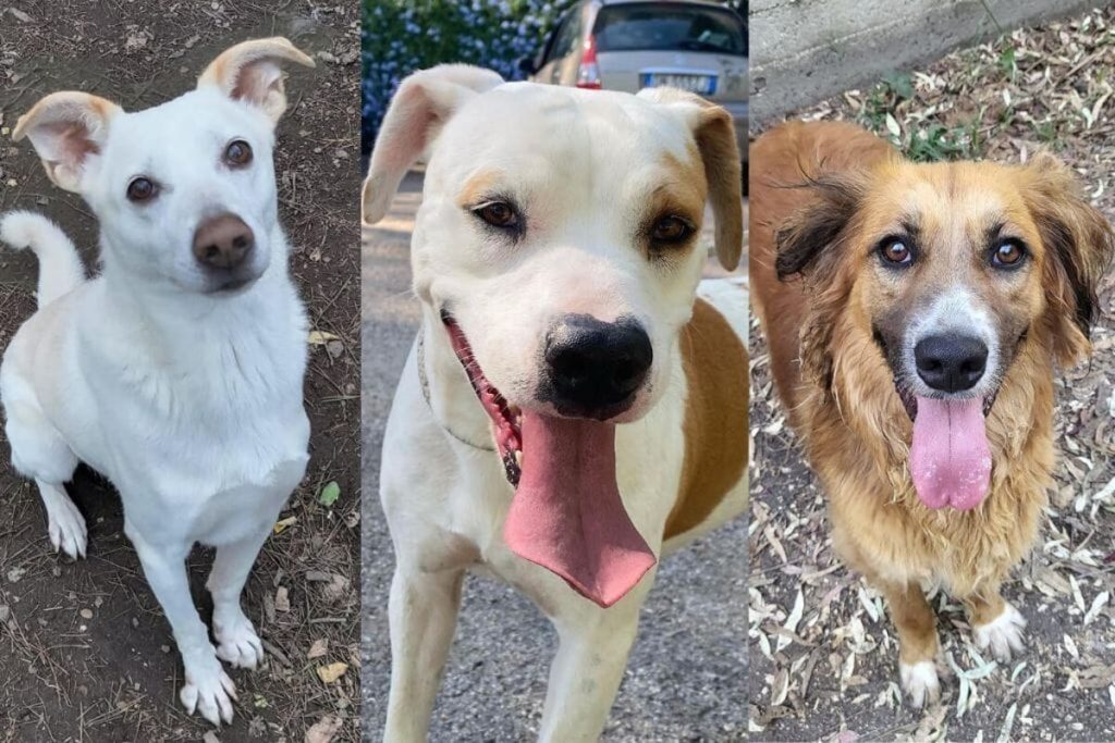 Cani da adottare e accogliere in casa per dargli l’affetto che meritano